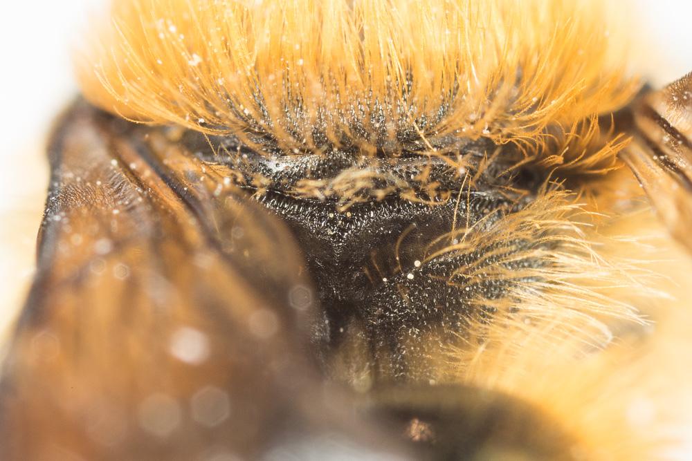 Osmia nasoproducta Ferton, 1909