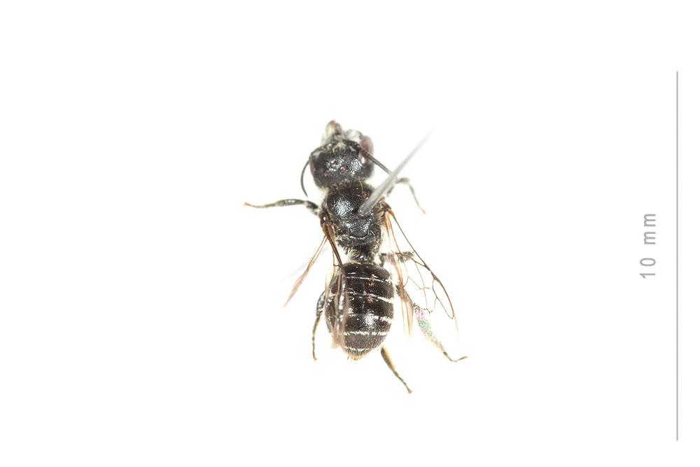  Osmia nasuta Friese, 1899