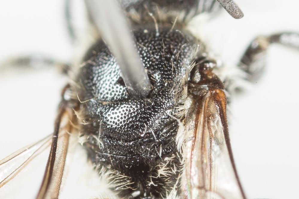 Osmia nasuta Friese, 1899