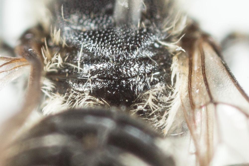 Osmia nasuta Friese, 1899