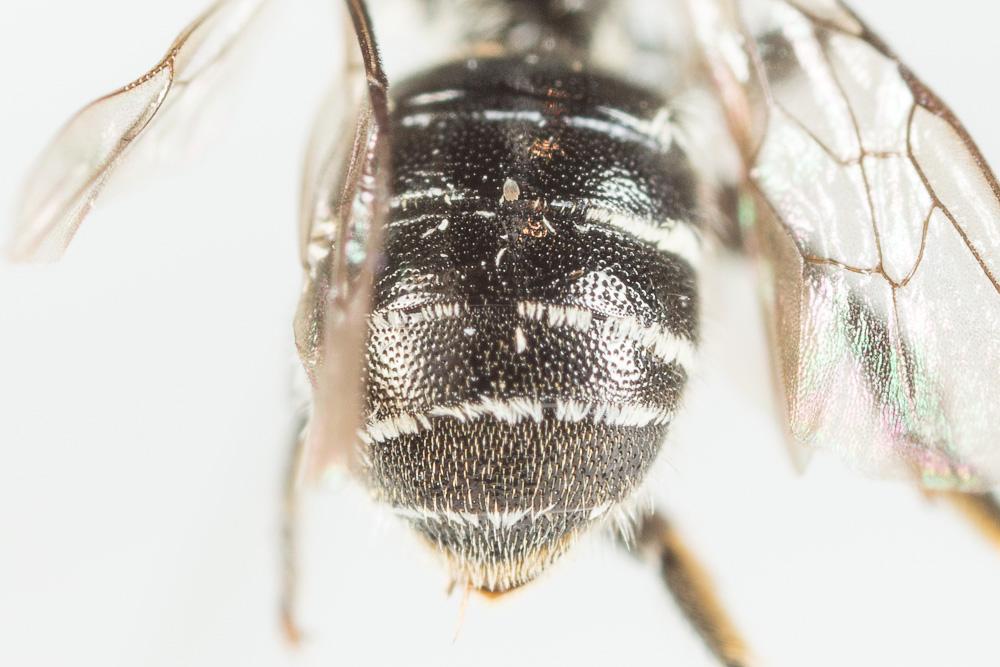 Osmia nasuta Friese, 1899