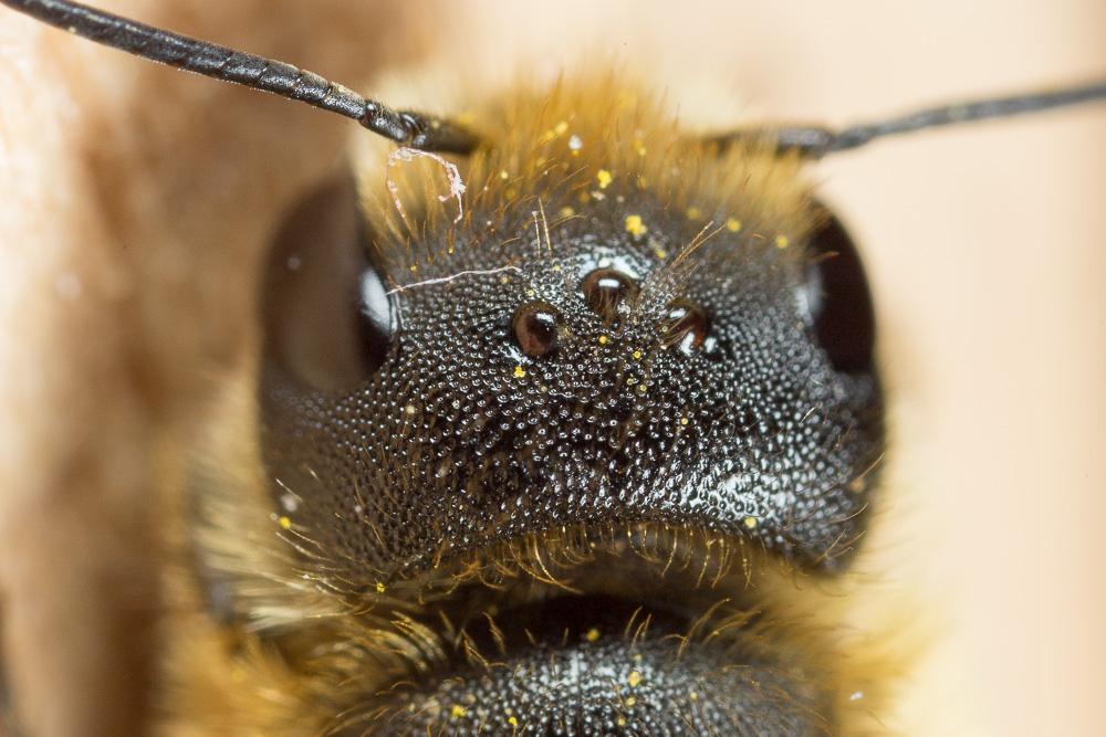  Osmia niveata (Fabricius, 1804)
