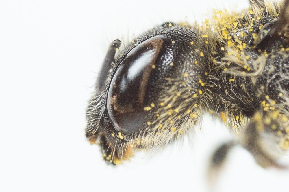 Osmia scutellaris Morawitz, 1868