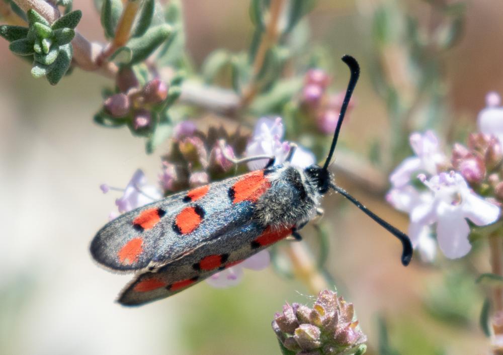 Zygène de l'Esparcette (La), Zygène de la Dorycnie Zygaena rhadamanthus (Esper, 1789)