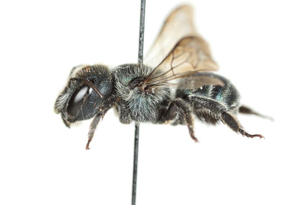  Osmia caerulescens (Linnaeus, 1758)