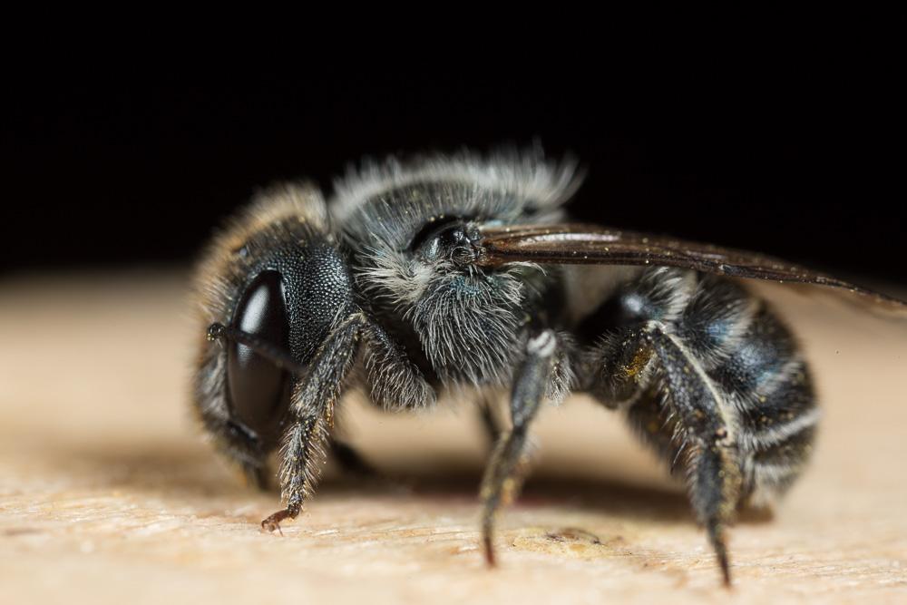  Osmia caerulescens (Linnaeus, 1758)