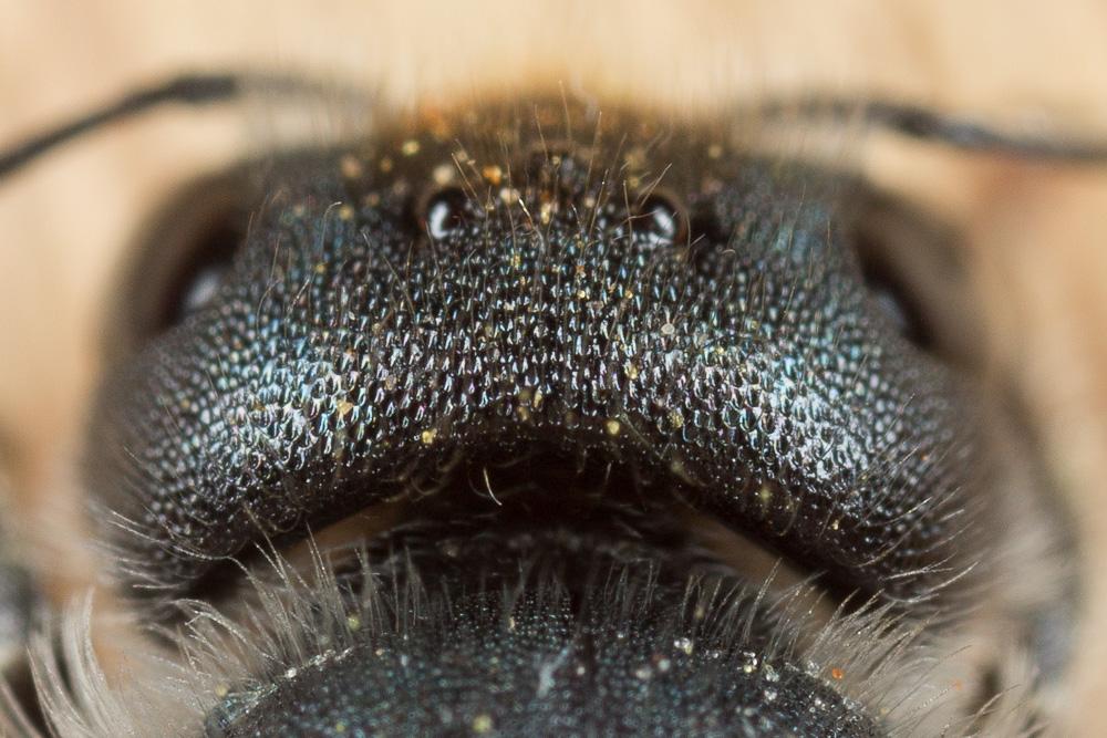  Osmia caerulescens (Linnaeus, 1758)