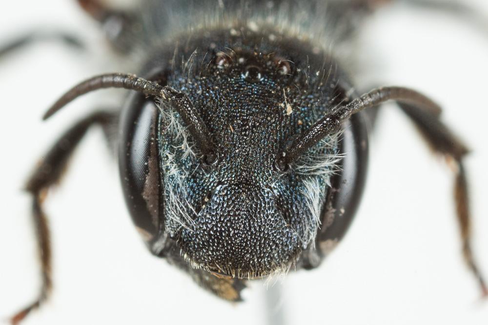 Le  Osmia caerulescens (Linnaeus, 1758)
