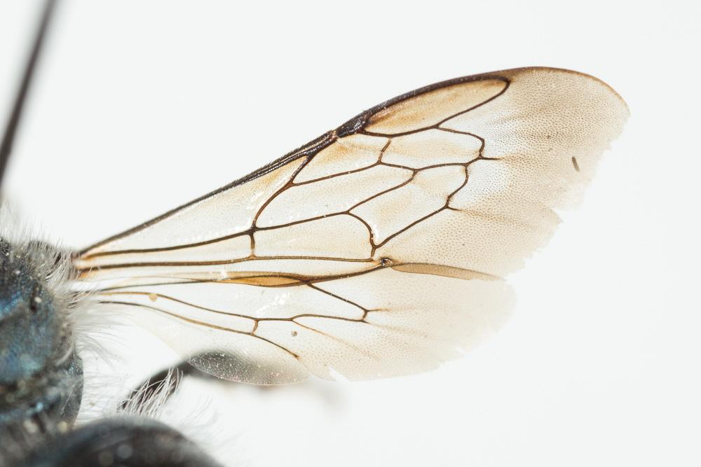 Le  Osmia caerulescens (Linnaeus, 1758)