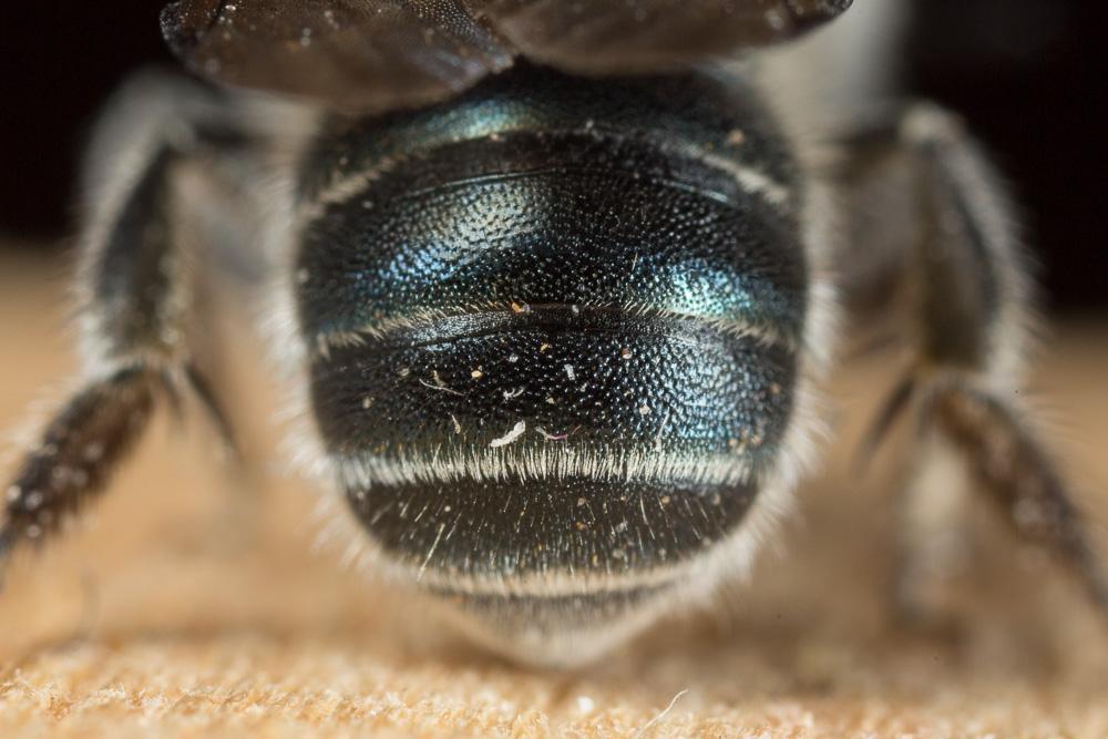  Osmia caerulescens (Linnaeus, 1758)