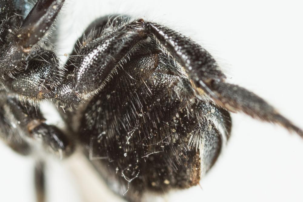  Osmia caerulescens (Linnaeus, 1758)