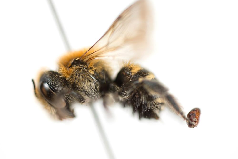Osmia signata Erichson, 1835