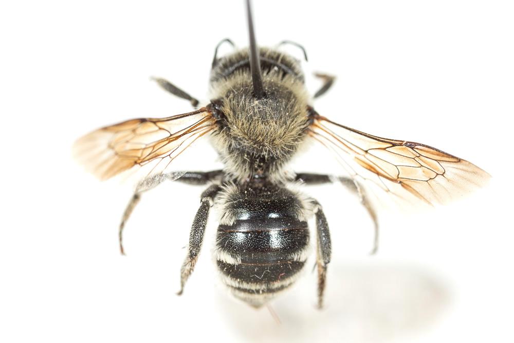 Osmia signata Erichson, 1835