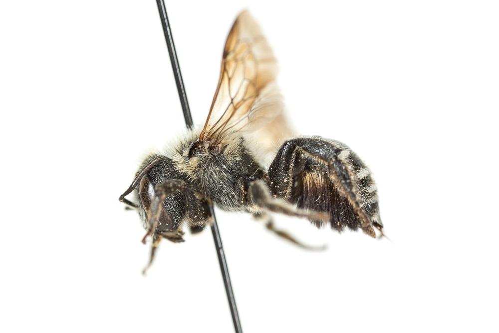 Osmia signata Erichson, 1835