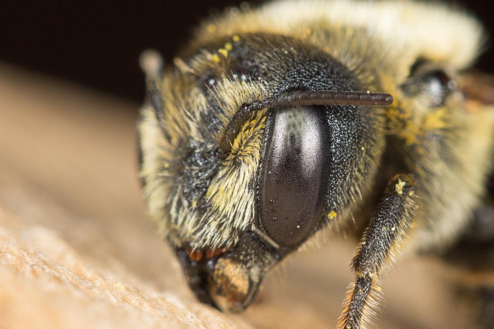 Osmia signata Erichson, 1835