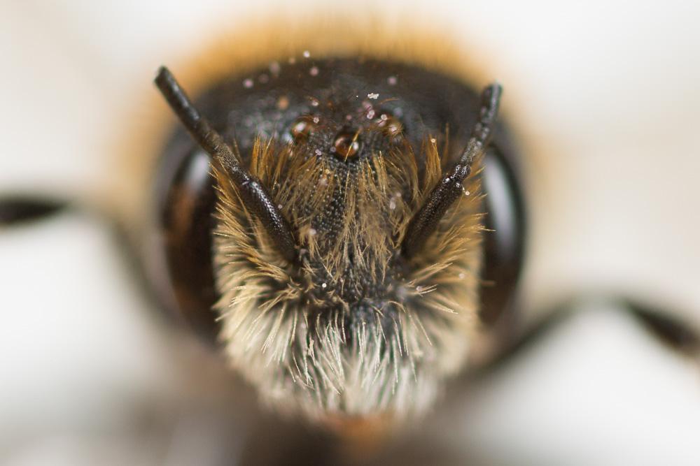  Osmia signata Erichson, 1835