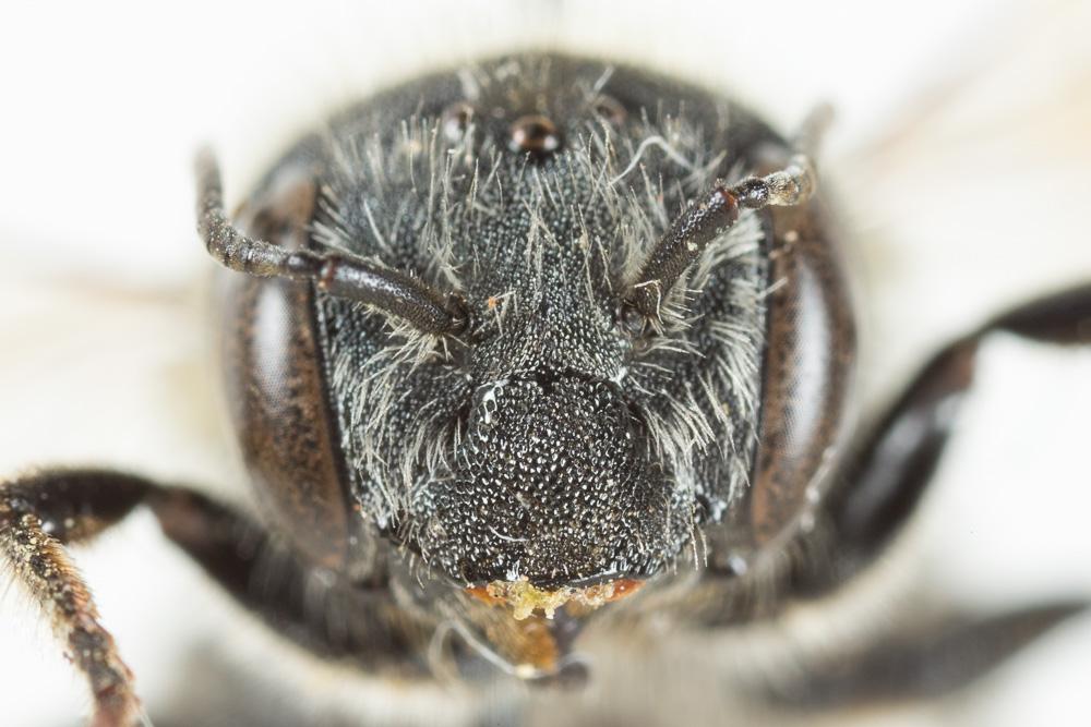 Osmia signata Erichson, 1835