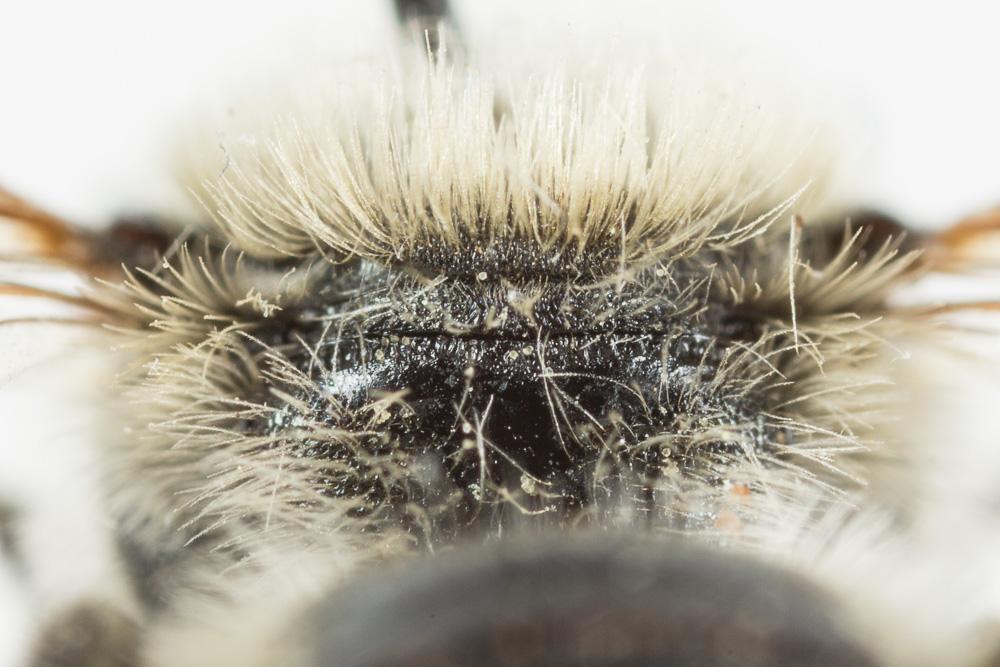  Osmia signata Erichson, 1835