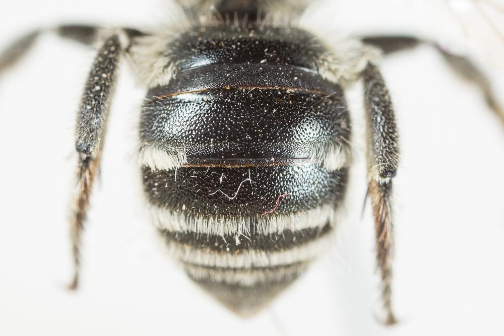 Osmia signata Erichson, 1835