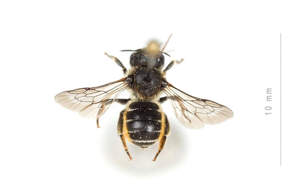  Osmia spinulosa (Kirby, 1802)