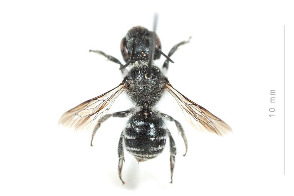  Osmia submicans Morawitz, 1870