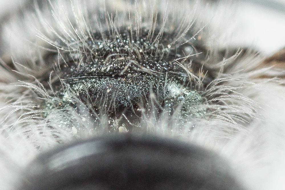  Osmia submicans Morawitz, 1870