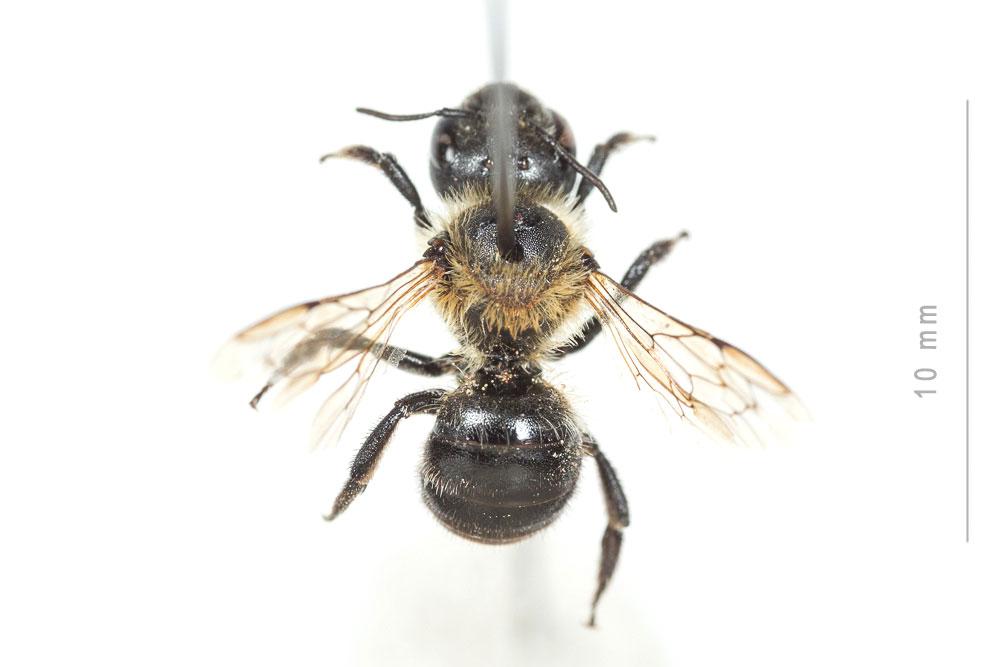 Osmia uncinata Gerstäcker, 1869