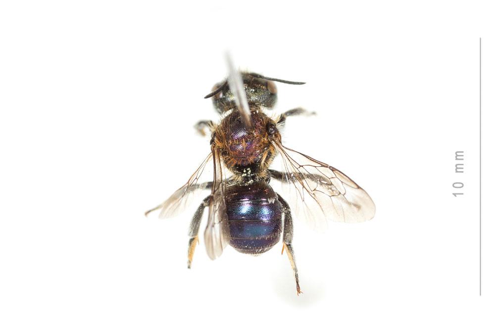 Osmia versicolor Latreille, 1811