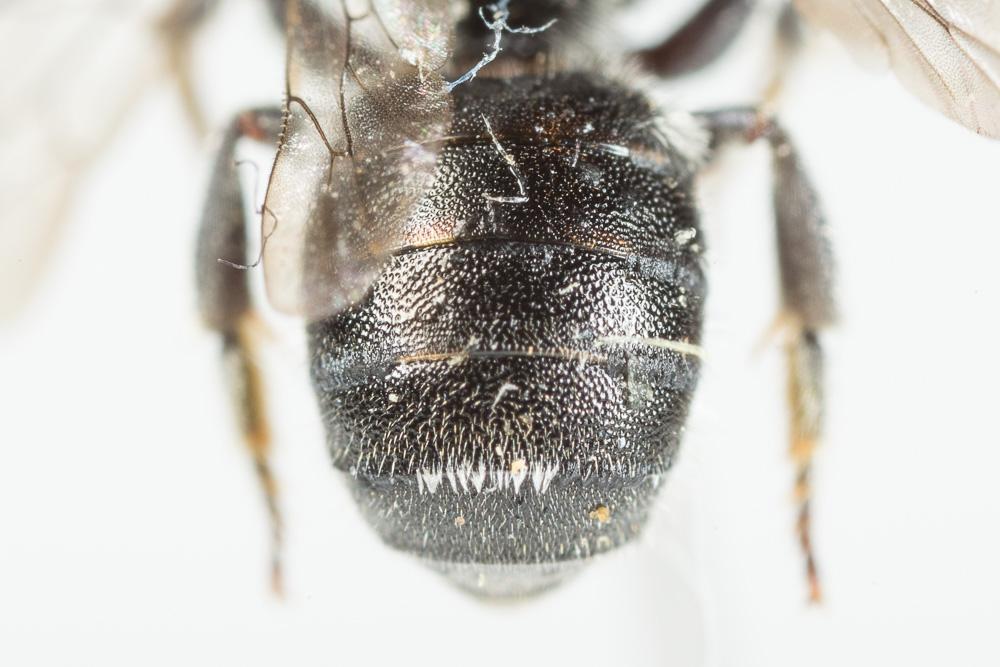 Protosmia glutinosa (Giraud, 1871)
