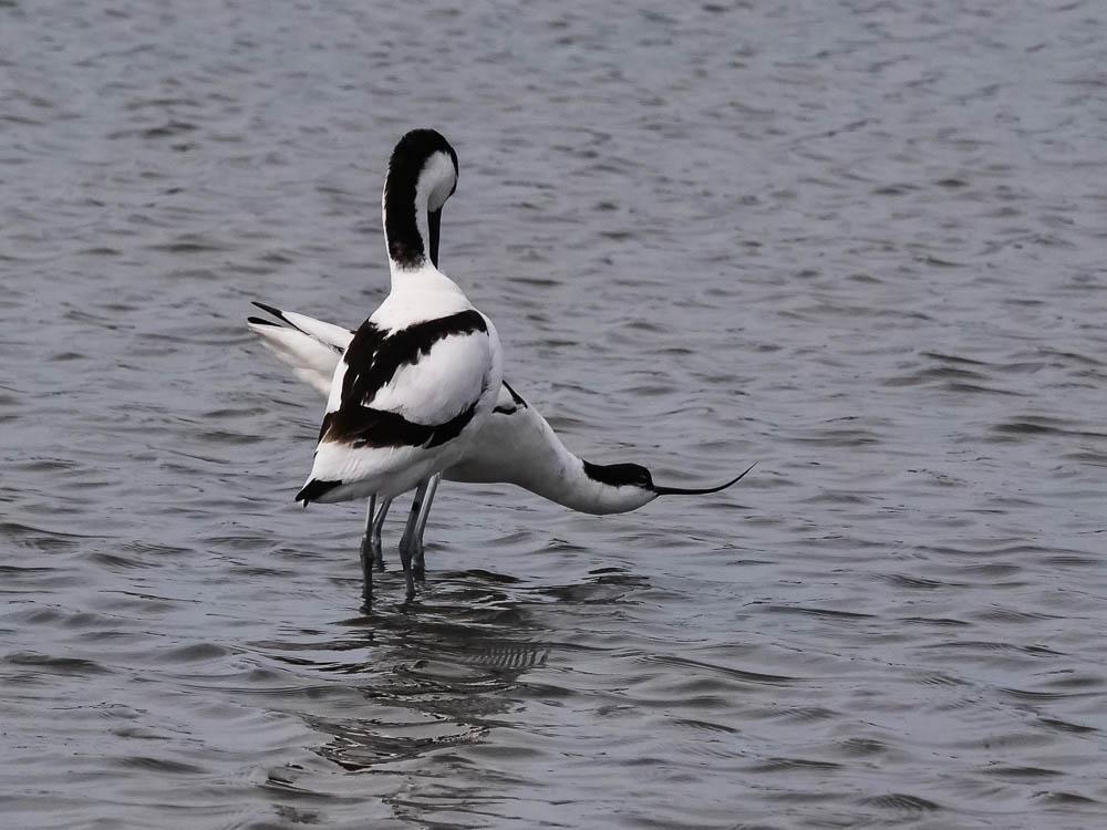 Avocette élégante Recurvirostra avosetta Linnaeus, 1758