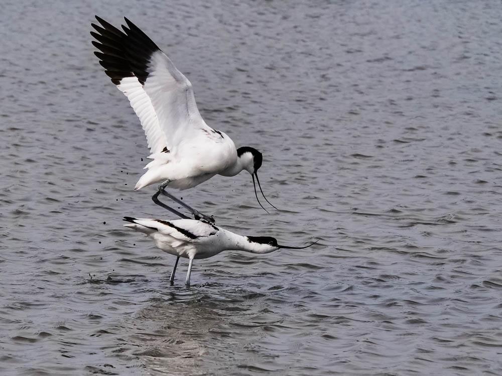 Avocette élégante Recurvirostra avosetta Linnaeus, 1758