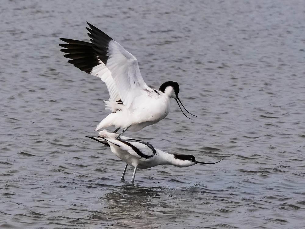 Avocette élégante Recurvirostra avosetta Linnaeus, 1758