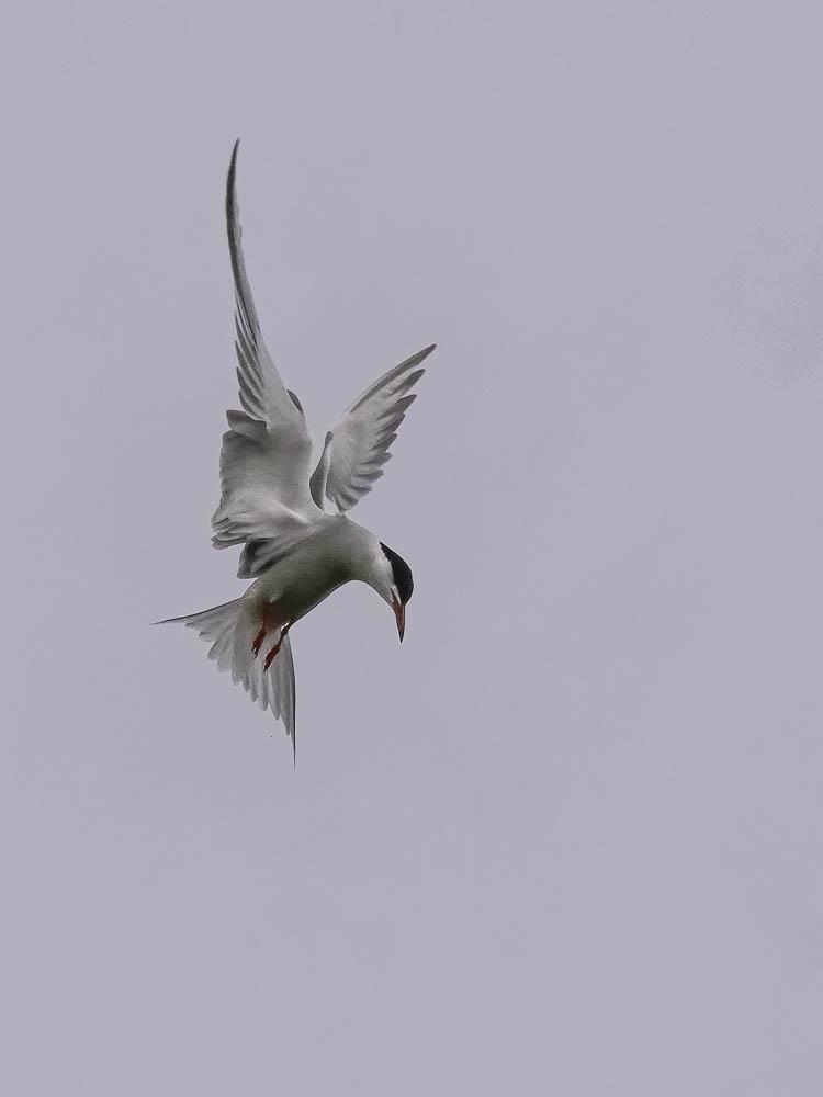 Sterne pierregarin Sterna hirundo Linnaeus, 1758