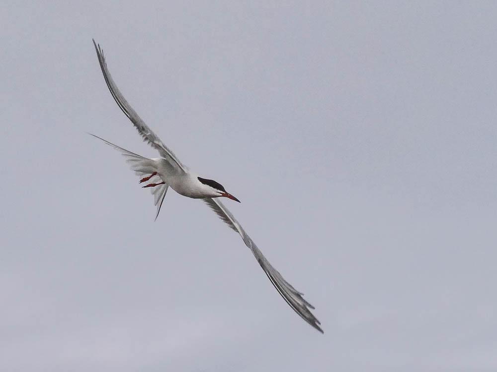 Sterne pierregarin Sterna hirundo Linnaeus, 1758