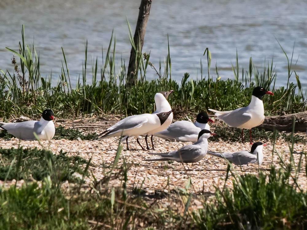 Sterne pierregarin Sterna hirundo Linnaeus, 1758