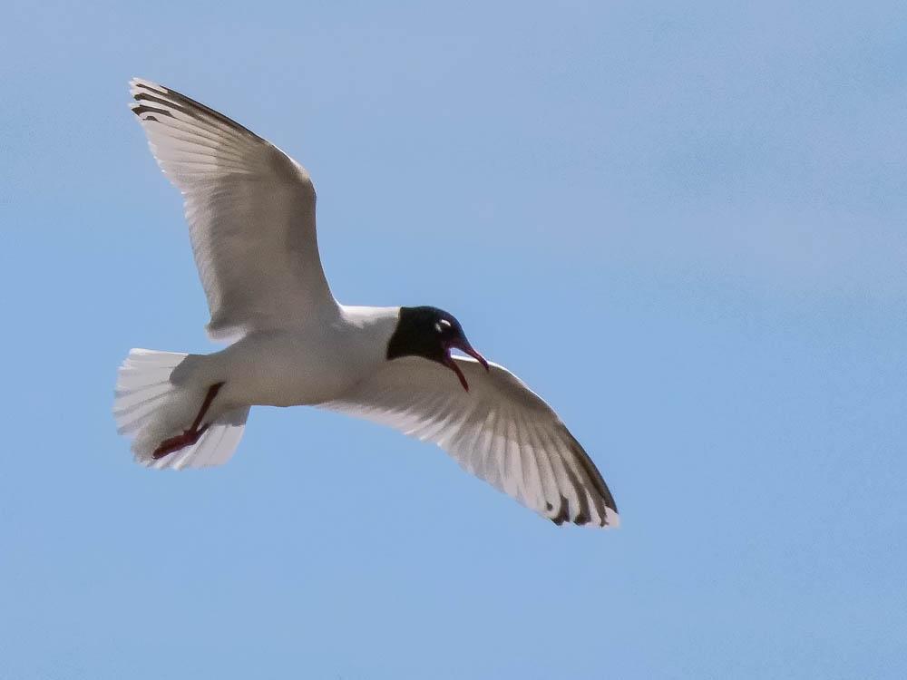 Mouette mélanocéphale Ichthyaetus melanocephalus (Temminck, 1820)
