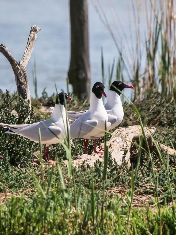 Mouette mélanocéphale Ichthyaetus melanocephalus (Temminck, 1820)