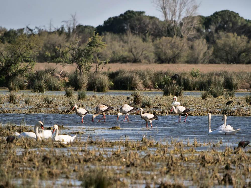 Cigogne blanche Ciconia ciconia (Linnaeus, 1758)