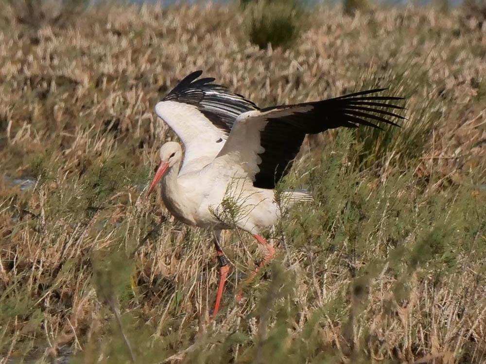 Cigogne blanche Ciconia ciconia (Linnaeus, 1758)