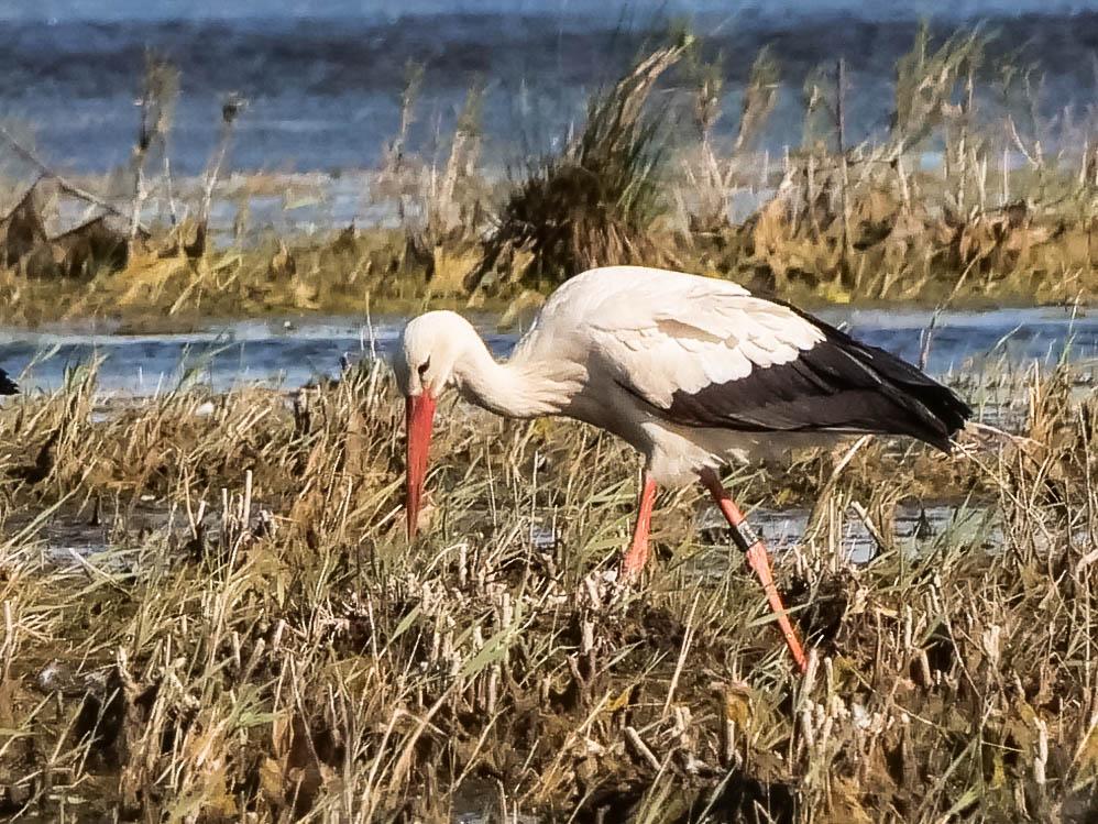 Cigogne blanche Ciconia ciconia (Linnaeus, 1758)