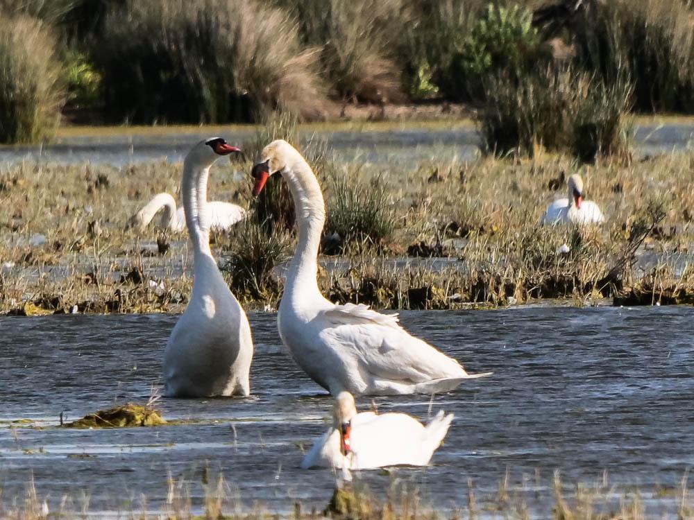 Cygne tuberculé Cygnus olor (Gmelin, 1803)