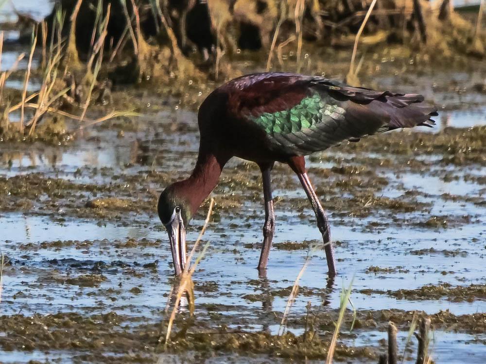 Ibis falcinelle Plegadis falcinellus (Linnaeus, 1766)