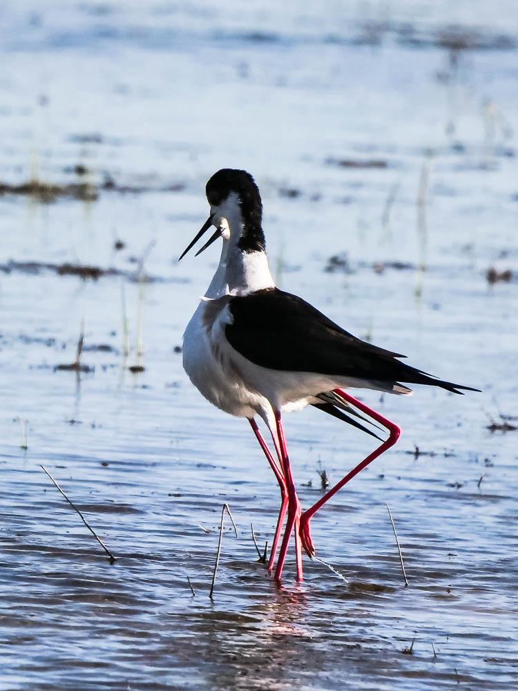 Echasse blanche Himantopus himantopus (Linnaeus, 1758)