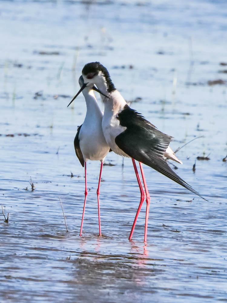 Echasse blanche Himantopus himantopus (Linnaeus, 1758)