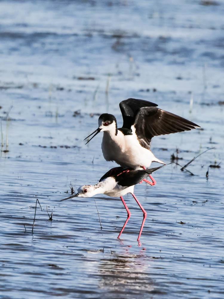 Echasse blanche Himantopus himantopus (Linnaeus, 1758)