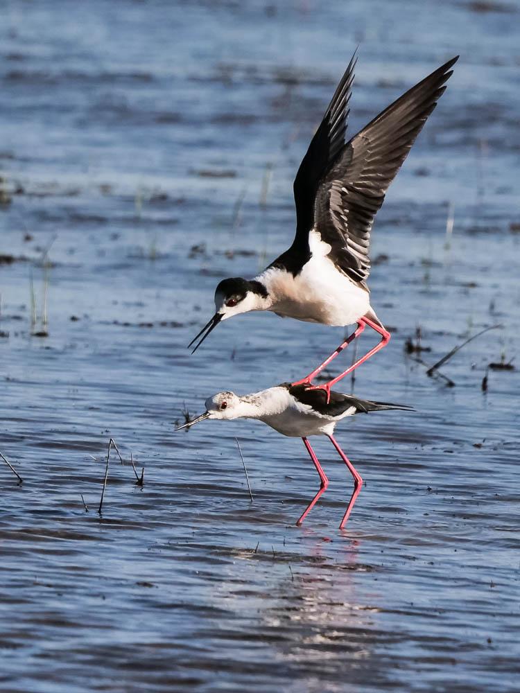 Echasse blanche Himantopus himantopus (Linnaeus, 1758)