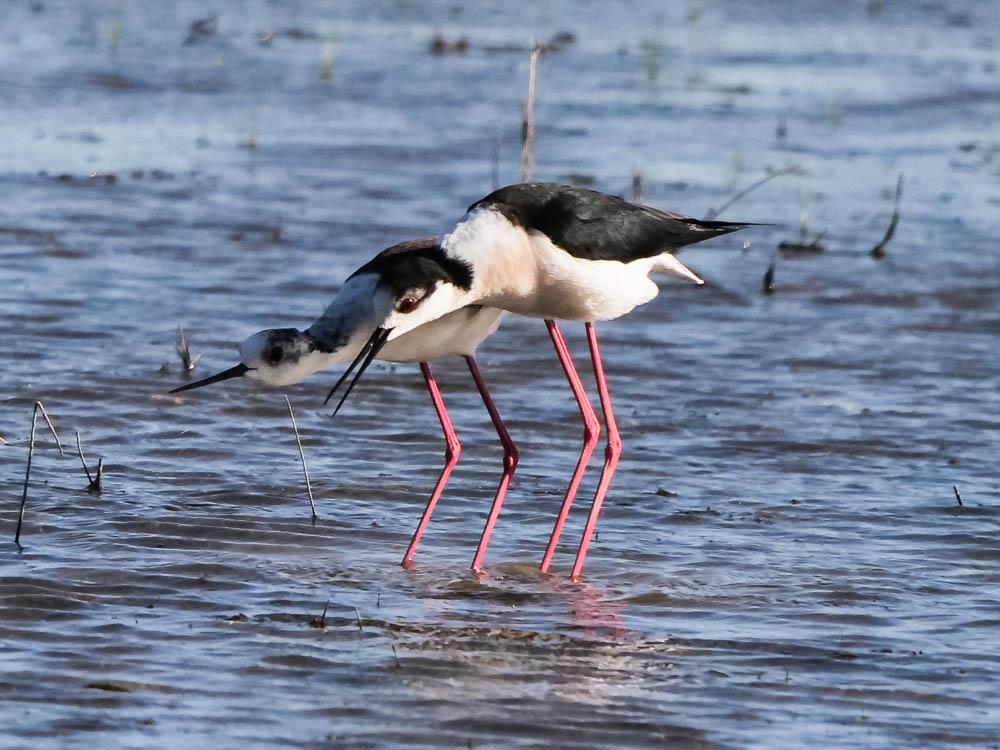 Echasse blanche Himantopus himantopus (Linnaeus, 1758)