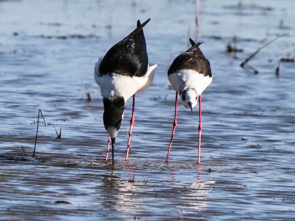 Echasse blanche Himantopus himantopus (Linnaeus, 1758)