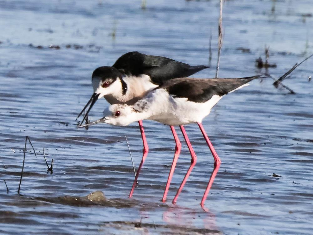 Echasse blanche Himantopus himantopus (Linnaeus, 1758)