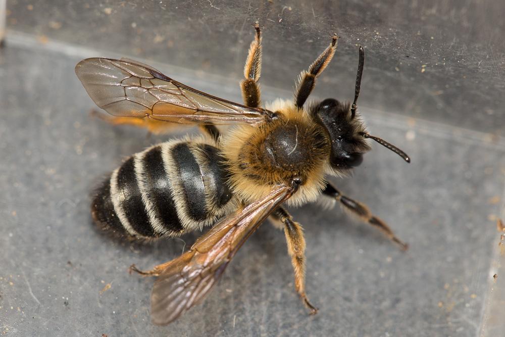 Andrena gravida Imhoff, 1832
